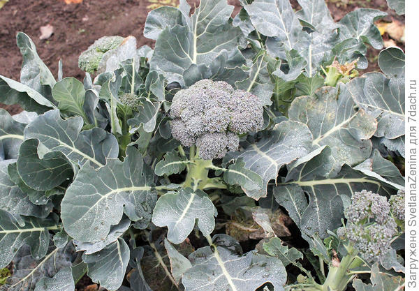 Продолжает завязываться брокколи