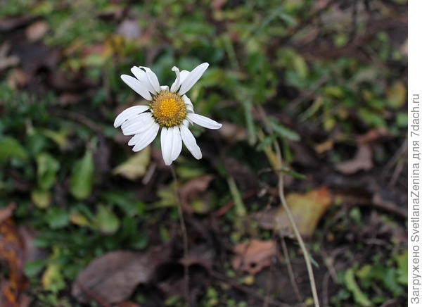 Одинокая ромашка в голой клумбе под окном ))