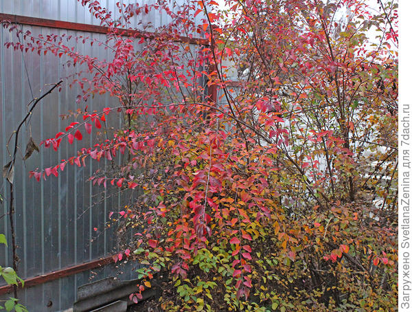 Спирея украшает в мае белыми цветами, а осенью багровыми листами