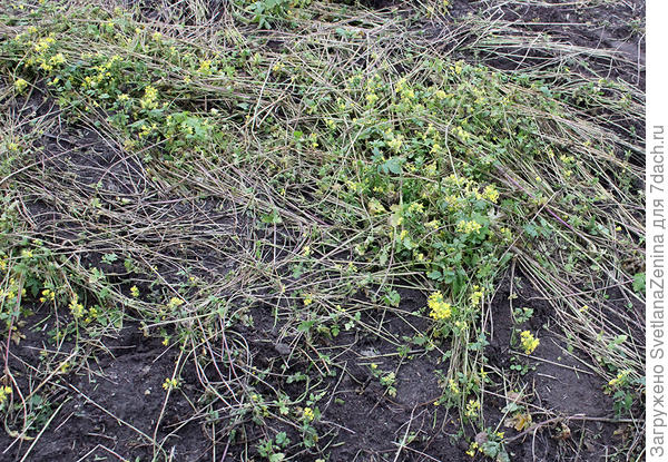 Цветет сидератная горчица, скошенная 3 недели назад