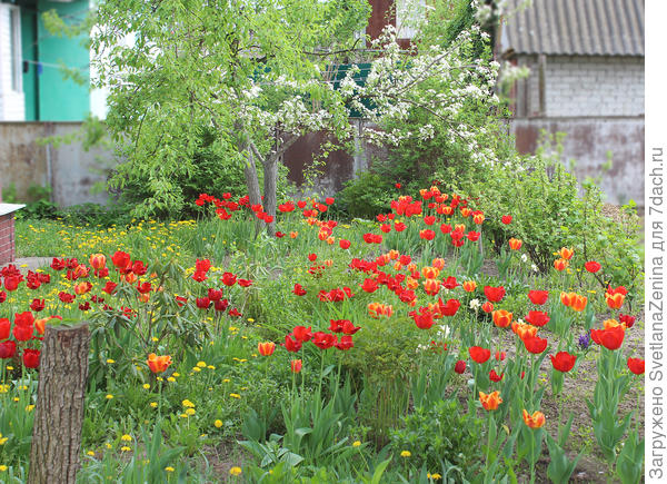 заросли старых после прореживания