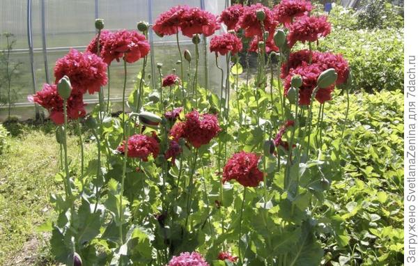 фото из интернета