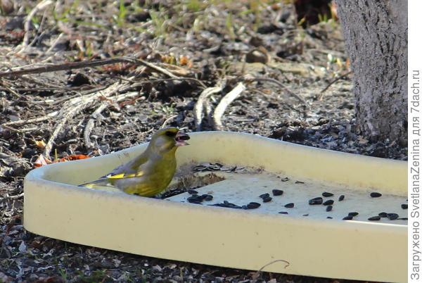 Снег сошел и к вечеру еще не съедено