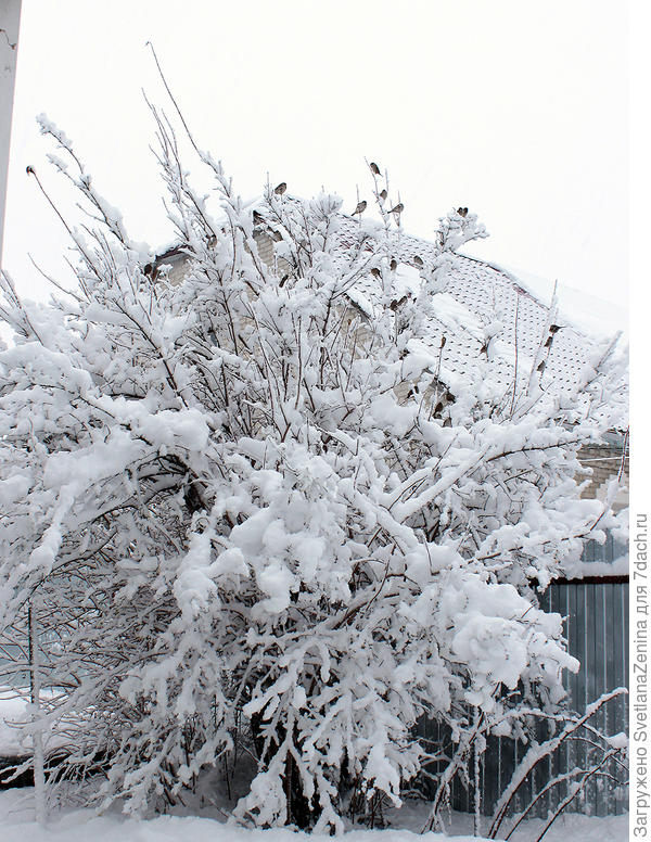 воробьи уже отряхнули свой любимый чубушник