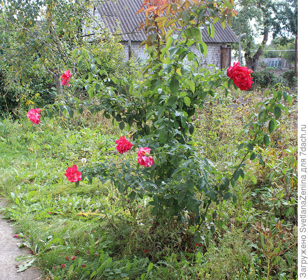 осень 2018, если ветки выпрямить, то примерно 170 см. Две ветки больше 2 м. толстые жесткие