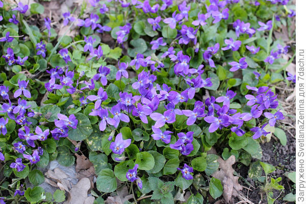 скромные, но веселые фиалочки для Вас