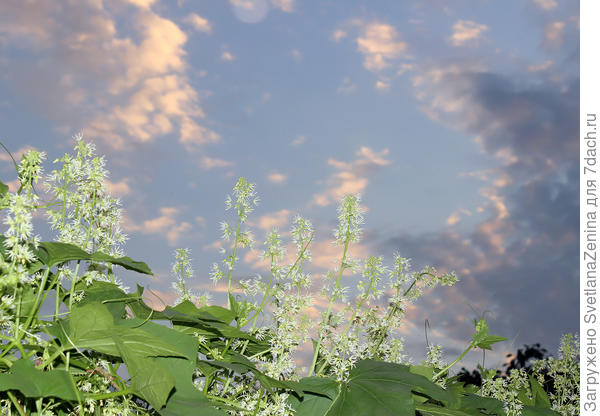на фотографиях правда только верхушка