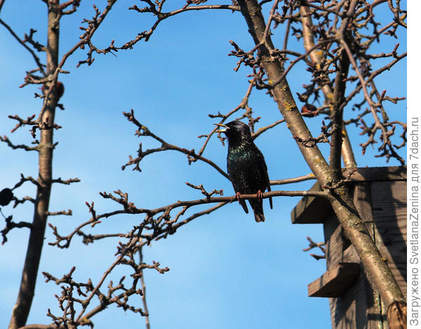 на нашей любимой яблоне