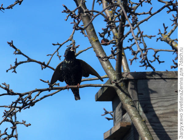 А скворец еще неделю старается поет