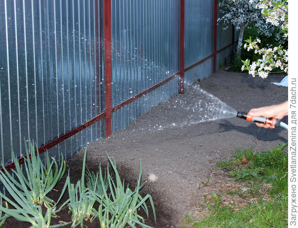 лучок с весны требует влагу