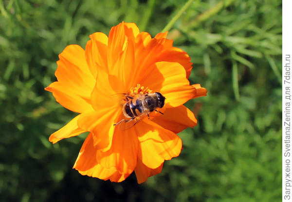 Труженикам виват!