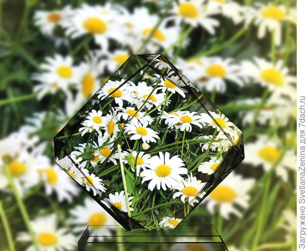 Ромашковый кубок победителям!