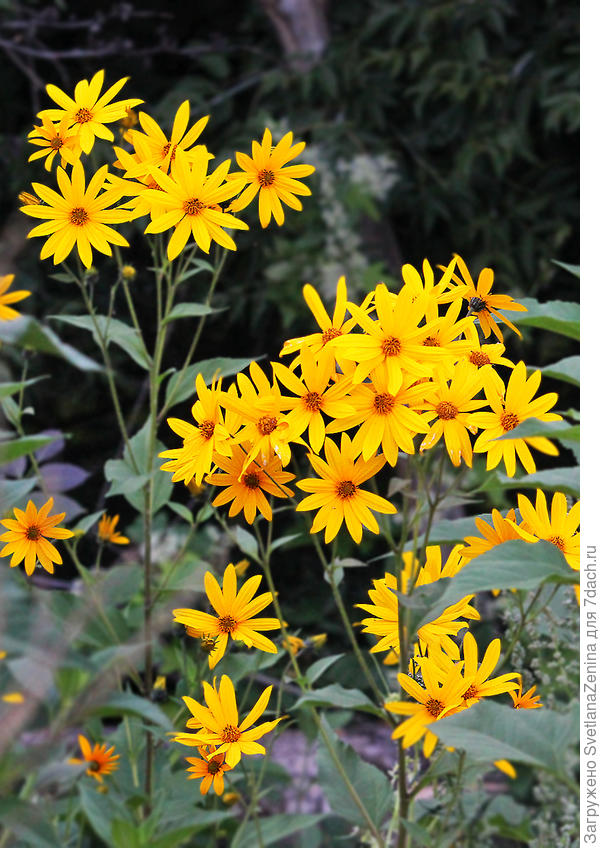 Солнышки для Тани