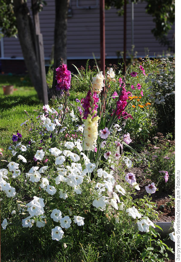 Петунии правда были миксом, потому получилось как получилось. А если подобрать цвета по душе и феншую )), то получится вообще замечательно.