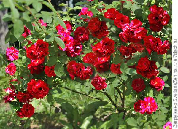 Пусть яркие краски прикроют все тени! Да здравствует солнце и жизни цветенье!