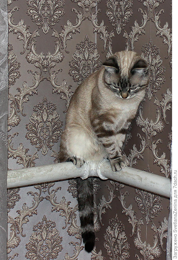 Фил