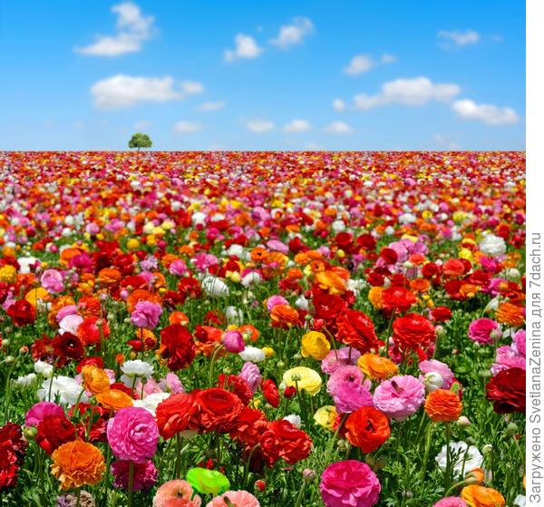 И море цветов к вашим ногам!