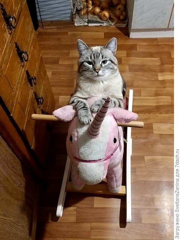 Любимая лошадка Фили