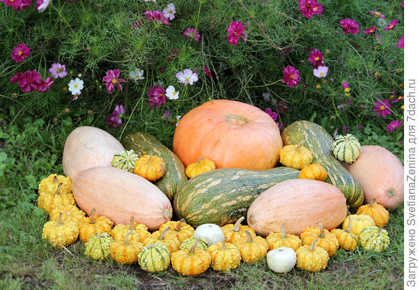 Длинные овальные это Торпеда