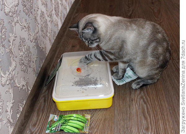 проращу себе игрушку, будет целый хоровод