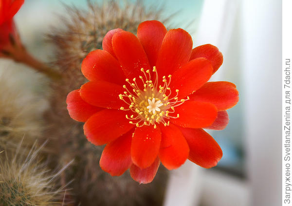 Последний из "Могикан" ))