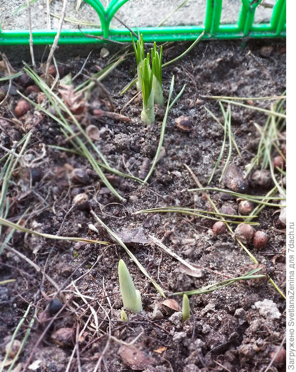 крокус и кто-то еще )) может кто-нибудь знает кто это?