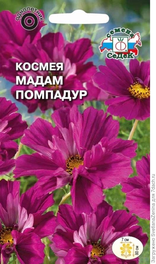 Мадам Помпадур от СеДеК