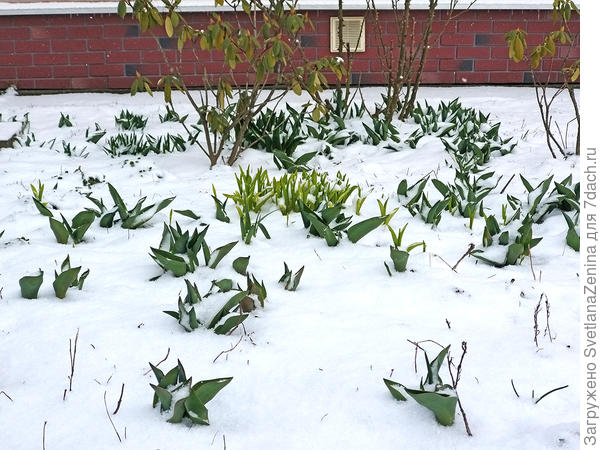 тюльпаны и лилейники замерзшие од снегом