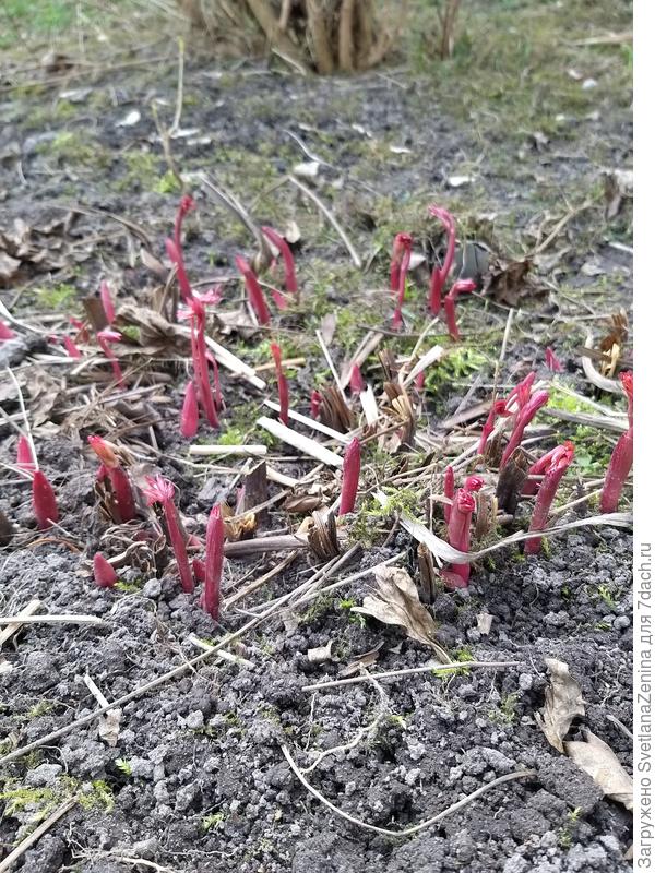 А пионы вчера уже вот такие