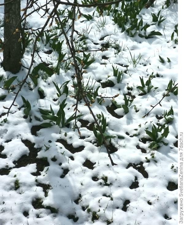 На груше огромные почки сбросили оболочки