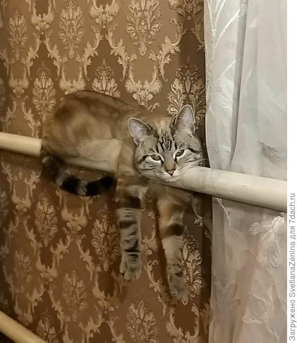 А Фил на печке греет брюшко