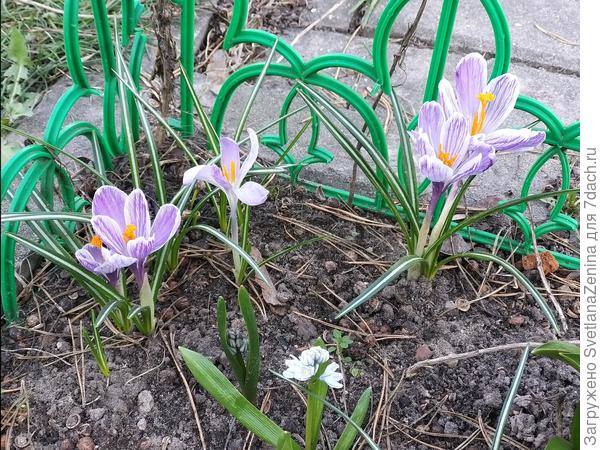 На смену крокусам спешит пушкиния