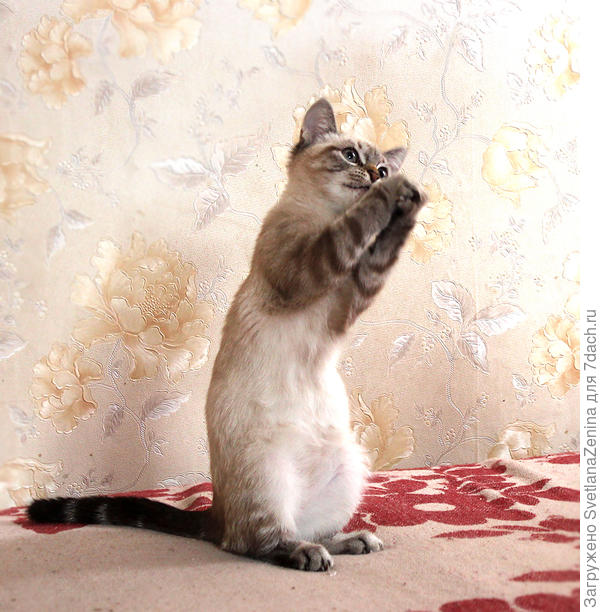 "ну пожалуйстааа, возьмите меня к себе"