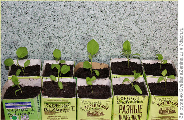 посев 21.02.2018 те же коробки. Семена замачивала сначала в марганцовке, затем в НВ-101. на момент фото подкормок не было