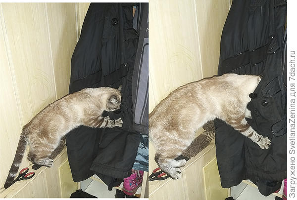 Положила вчера сушки в карман перед выходом на улицу...