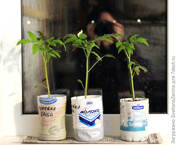 Дистрофики же. Хотя до выходных стояли под лампой, пока в нее не уперлись.