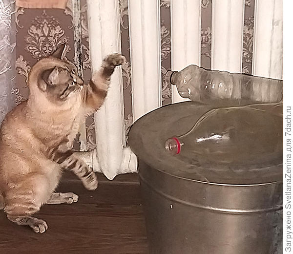 А как здорово ночью постучать бутылками по железному бакуу