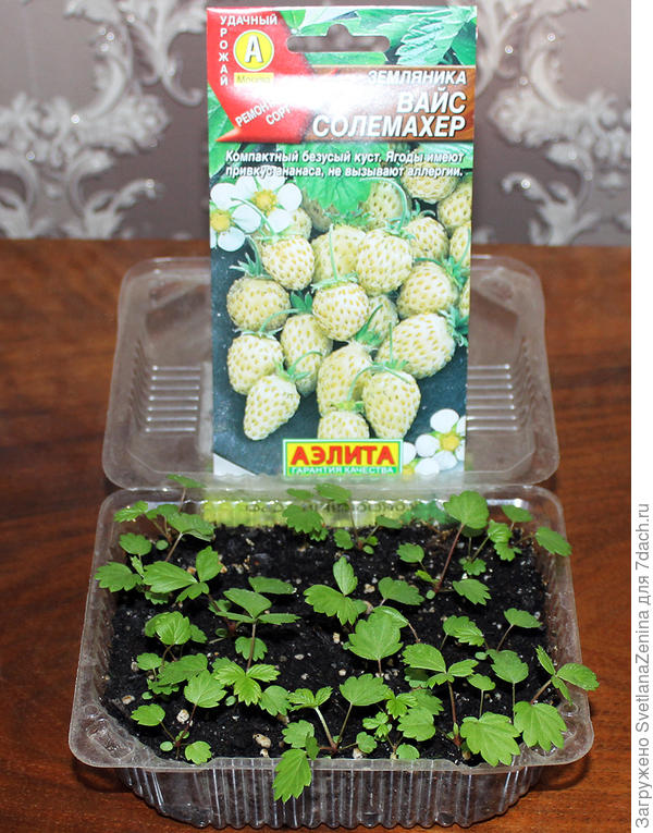 Эти немного правда кот проредил, но они всё равно мельче были