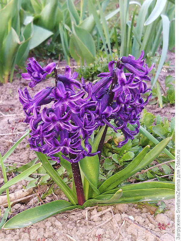 А земля при ежедневных осадках сухая