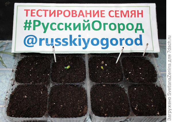 Первые всходы