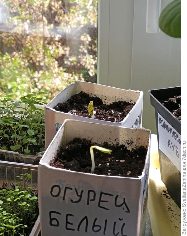 Всходы 6 мая