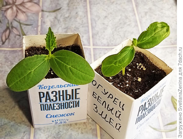 С первыми листочками