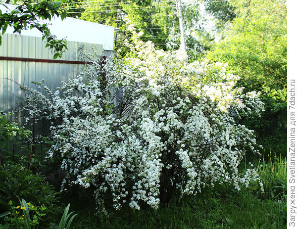 Спирея смогла стряхнуть воду с цветов и поднять ветки с земли. Всю неделю лежала на земле забитая ливнями
