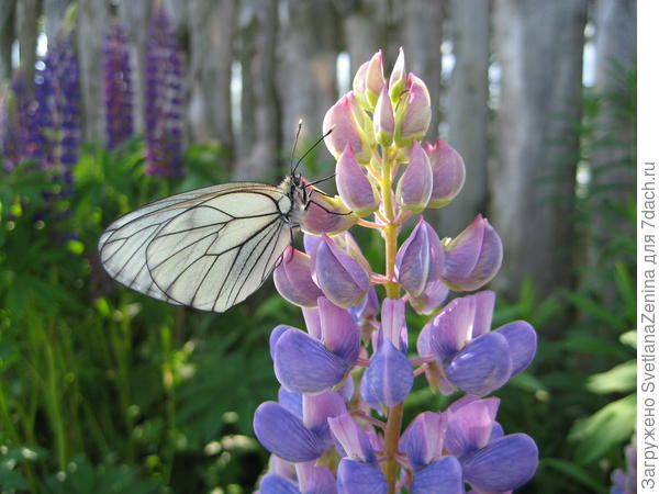 Боярышница