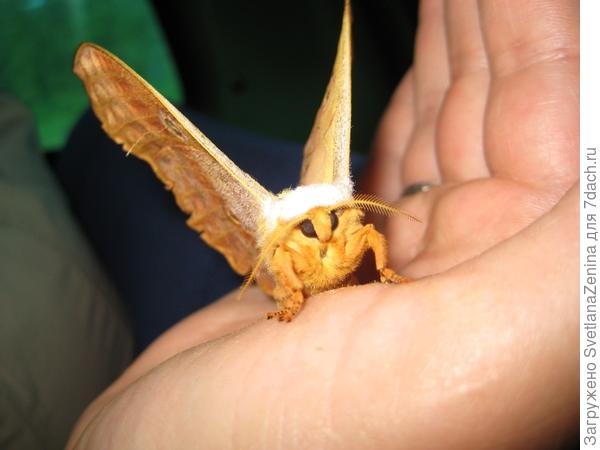 Личико шелкопряда ))