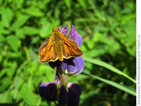 Толстоголовка лесовик