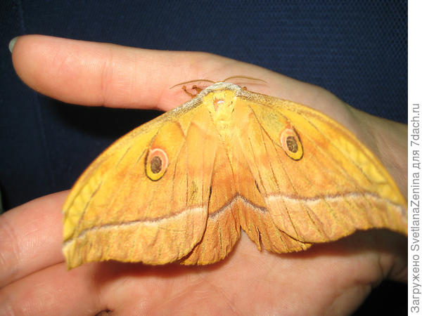 Дубовый шелкопряд