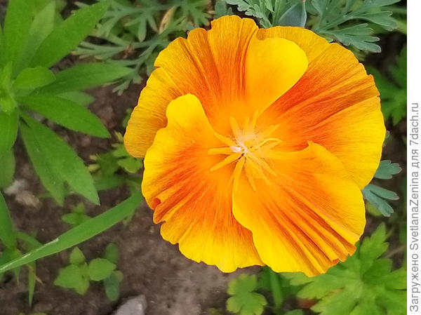 Эшшольция поражает своим размером