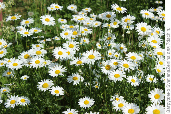 Цветут ромашки