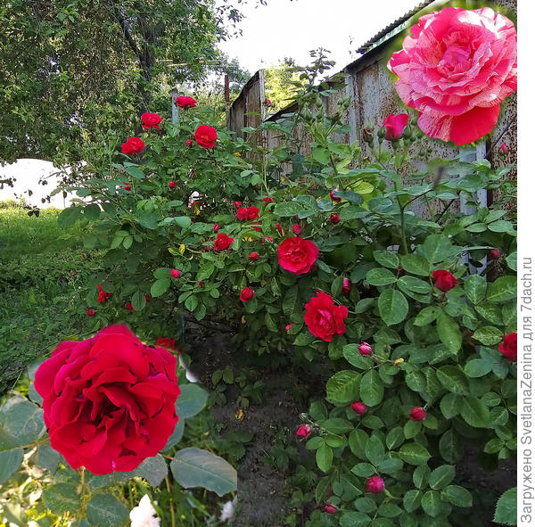 Распускаются розы